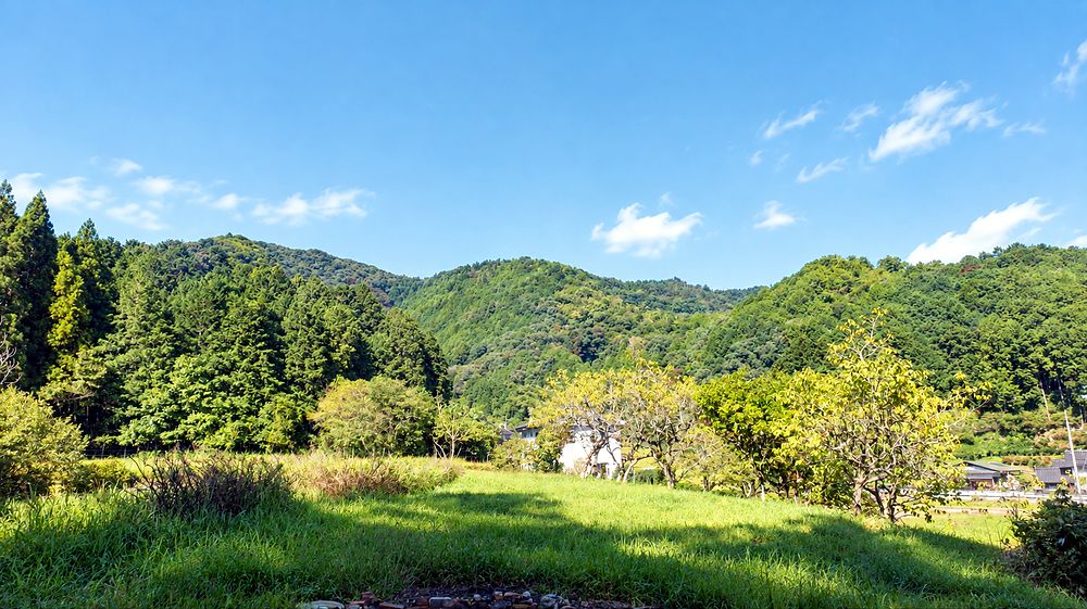 宿のまわりの里山。夏草の野と、杉と雑木の山